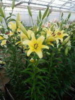 [4148 Yelloween TL No01.JPG]